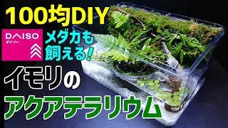 イモリ メダカの アクアテラリウム 作り方100均diy メダカ室内飼育 イモリウム作成 How To Make A Tabletop Aquaterrarium こっさんch 100均スタイル